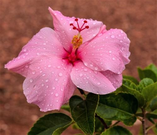 Hibiscus × rosa-sinensis, photograph 6