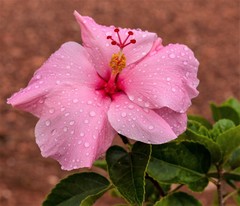 Hibiscus × rosa-sinensis, photograph Gerry van Tonder, CC BY, iNaturalist via GBIF