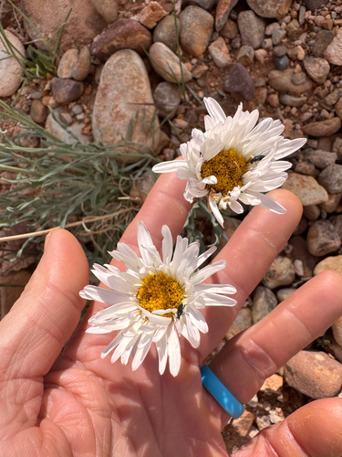 Basin Fleabane (Erigeron pulcherrimus)