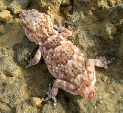Chondrodactylus pulitzerae