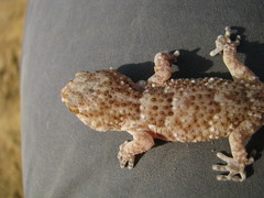 Chondrodactylus pulitzerae