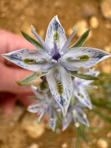 Ackerman's frasera (Frasera ackermaniae)