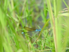 Argia rhoadsi