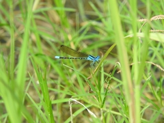 Argia rhoadsi
