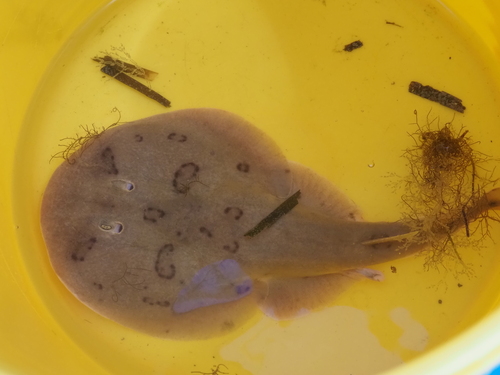 Caribbean Electric Ray photographed in Texas