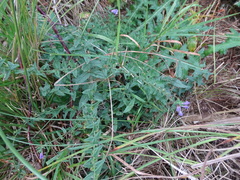 Scutellaria galericulata
