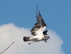 recurso medios de Pandion haliaetus