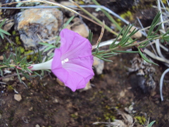Ipomoea capillacea