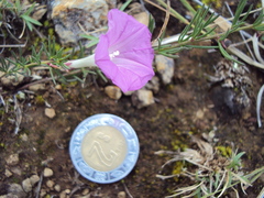 Ipomoea capillacea