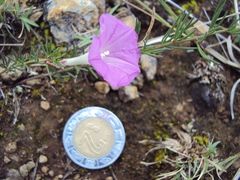 Ipomoea capillacea