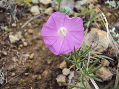 Ipomoea capillacea