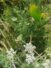 Capnophyllum lutzeyeri