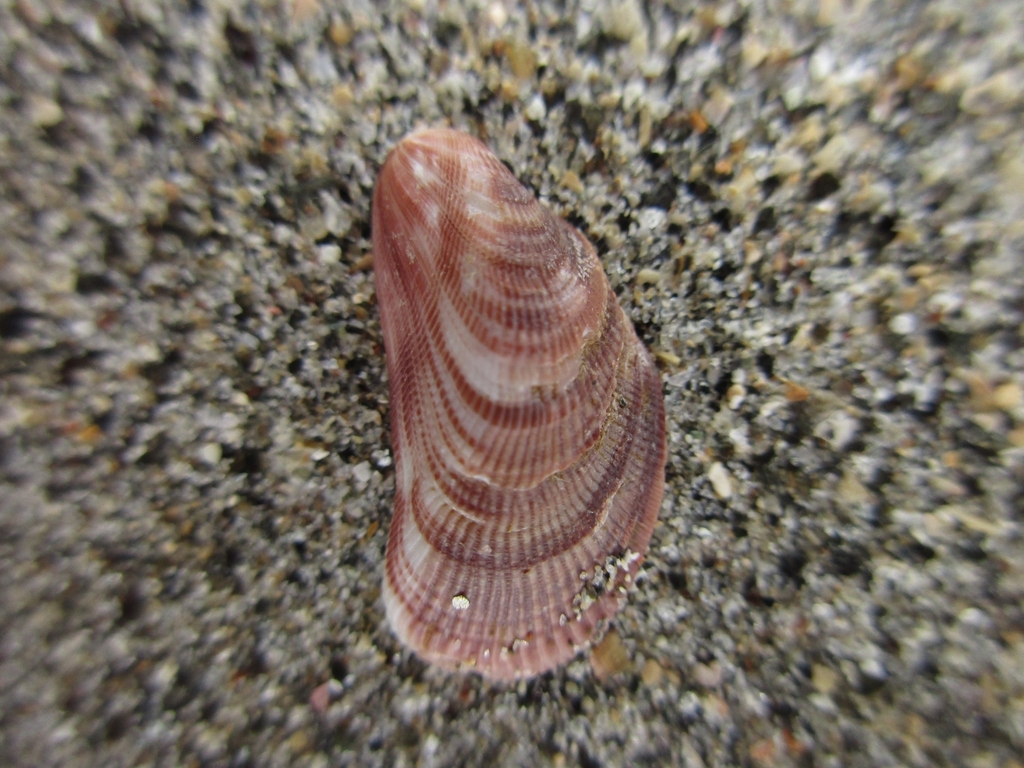 Mutable Mussel