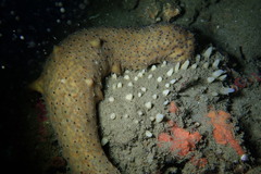 Polymastia pachymastia