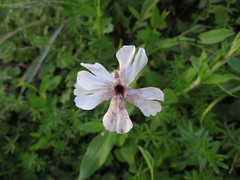 Microbotryum lychnidis-dioicae