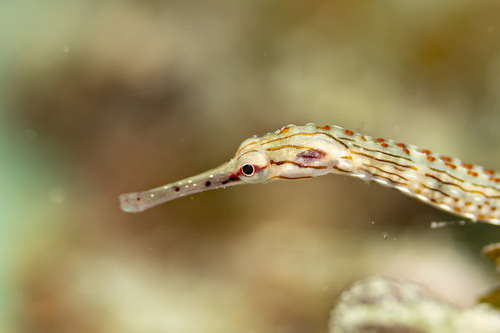 Guilded pipefish (Corythoichthys schultzi) — Syngnathidae — 2