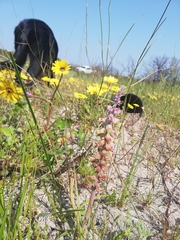 Lachenalia variegata