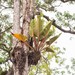 Philodendron melinonii - Photo (c) Gerry van Tonder,  זכויות יוצרים חלקיות (CC BY), הועלה על ידי Gerry van Tonder