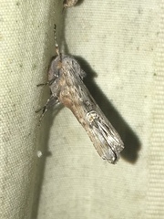 Lithomoia germana
