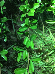 Pyracantha koidzumii