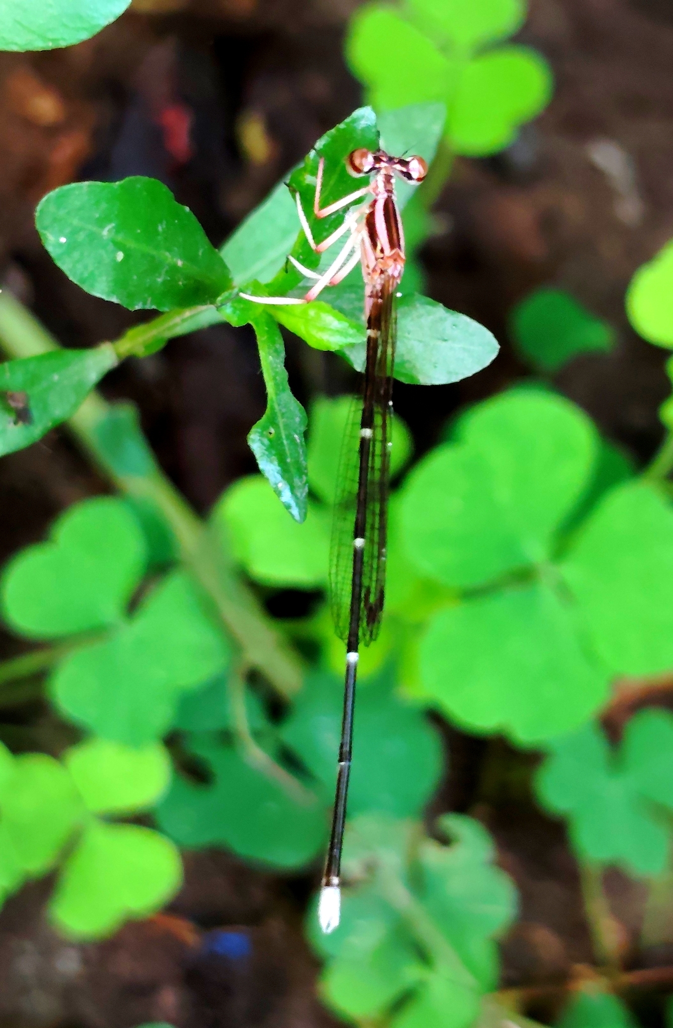 Black-Kneed Featherleg