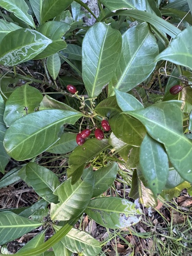 Psychotria manillensis observed 2025-05-21