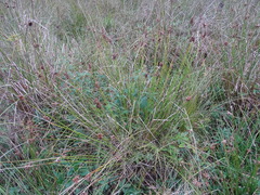 Juncus effusus