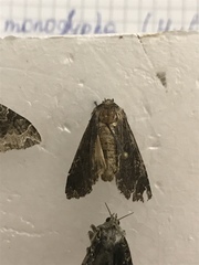 Lepidoptera