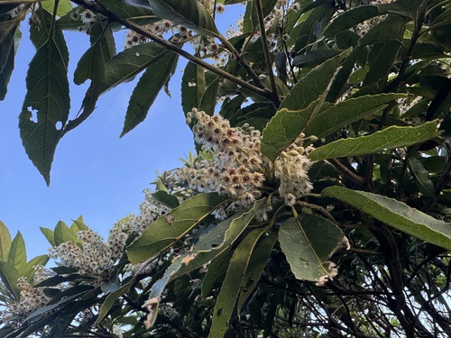 Elaeocarpus argenteus observed 2025-05-21
