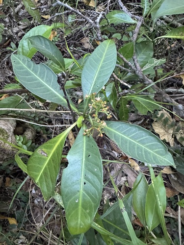 Psychotria manillensis observed 2025-05-21