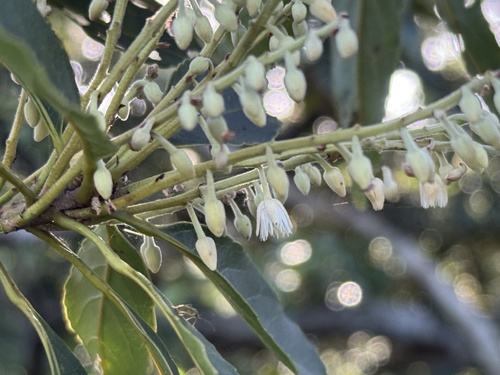 Elaeocarpus argenteus observed 2025-05-21