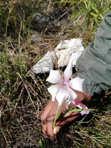 Image of Crude Swordlily (Gladiolus rudis) by (c) Rebecca Dames, some rights reserved (CC BY-SA)