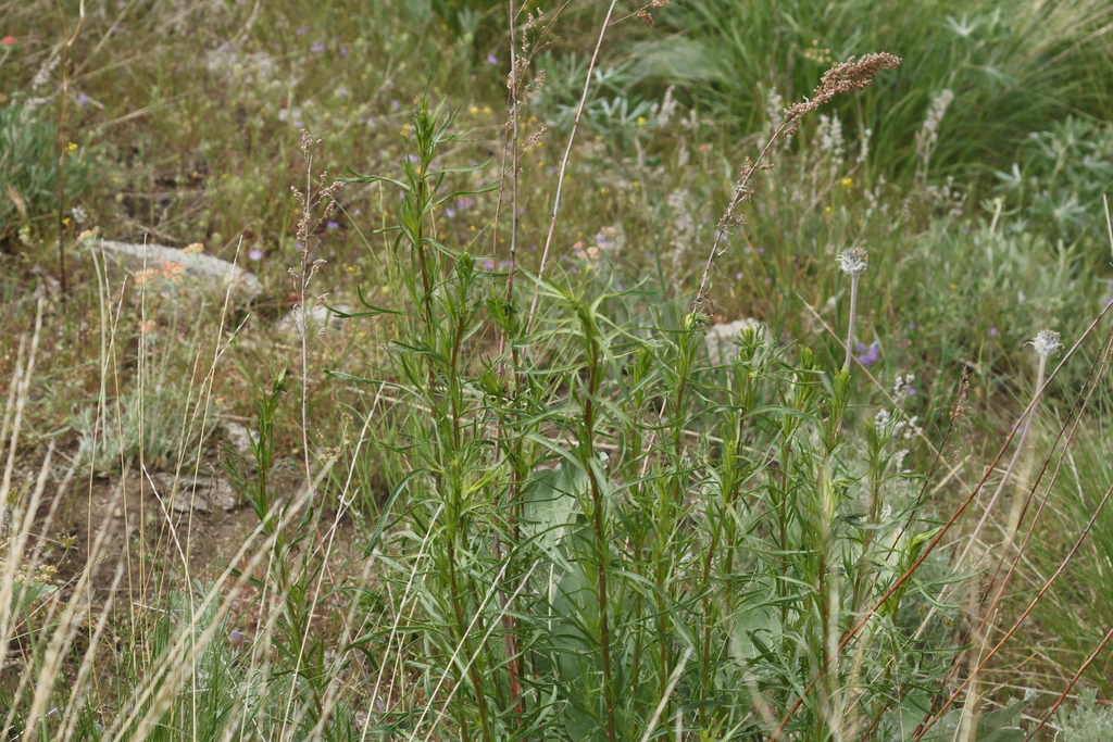 Artemisia dracunculus