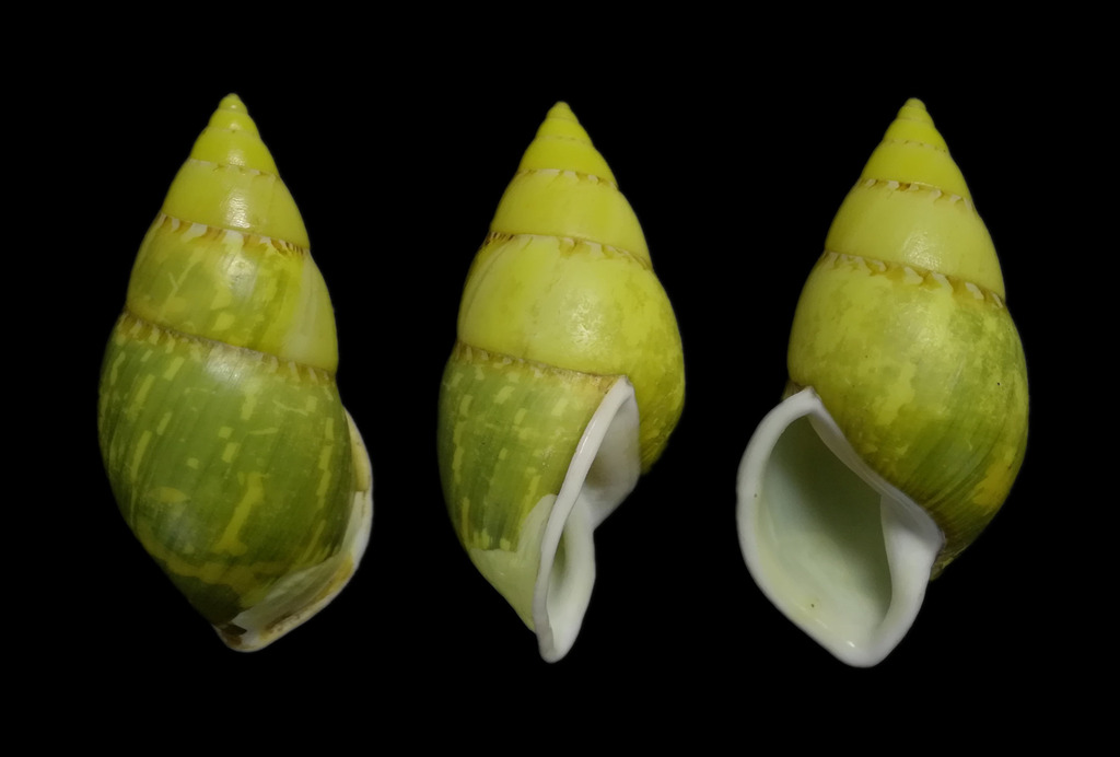 Amphidromus heinrichhuberi