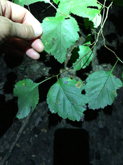 Crataegus viridis
