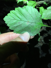 Crataegus viridis