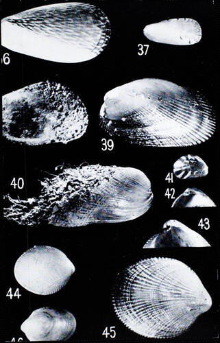 Chenu Mussel