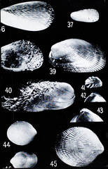 Chenu Mussel