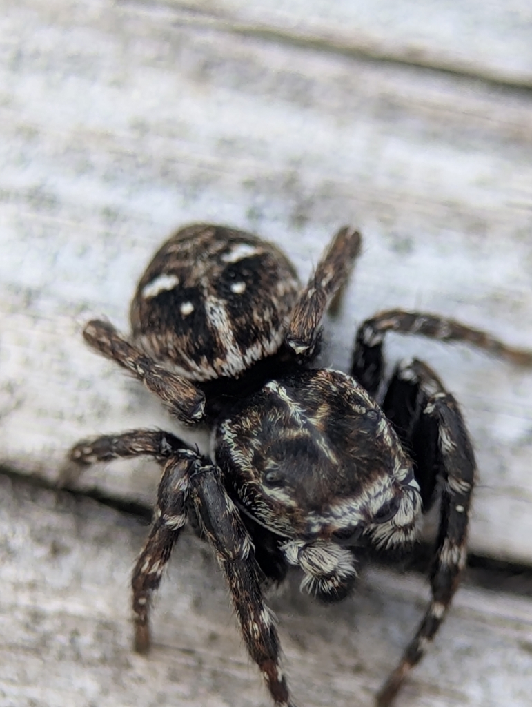 Flower Jumping Spider