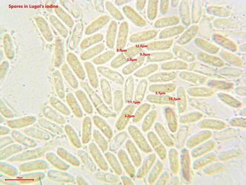 aspen oyster mushroom