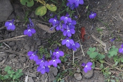 Lobelia erinus