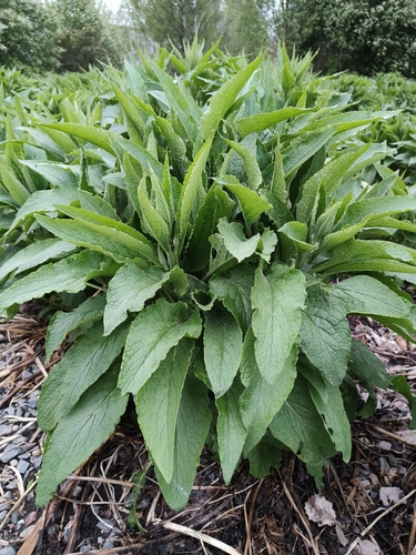 Symphytum officinale observed 2025-05-24