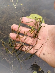 Potamogeton compressus