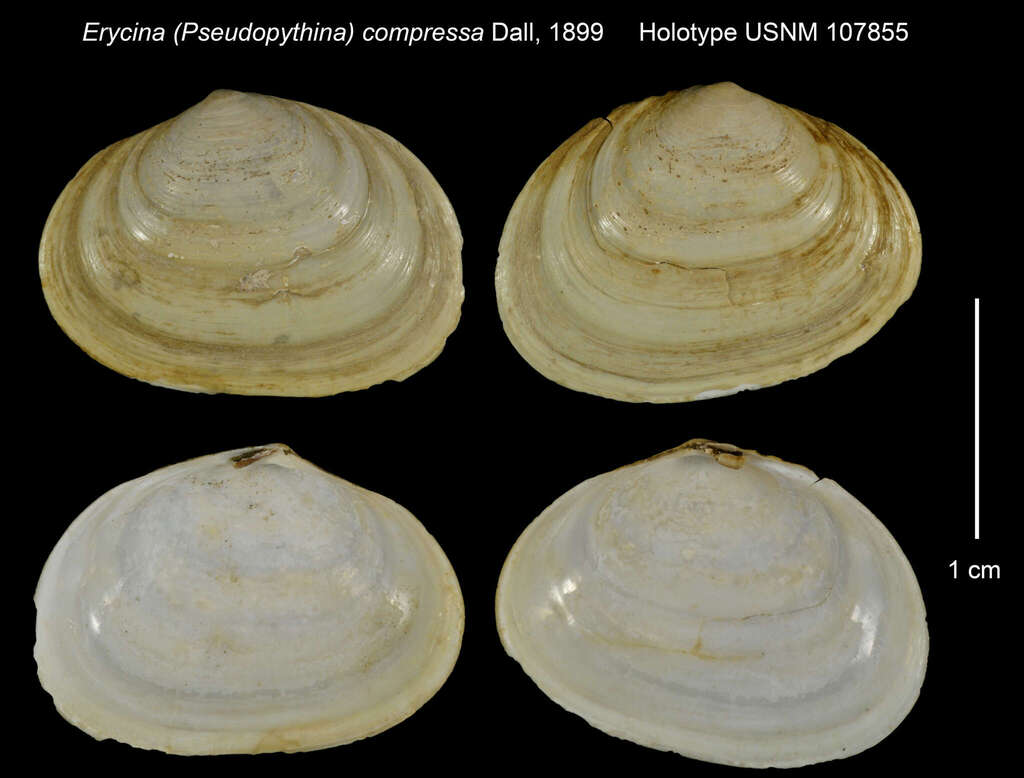 Neaeromya compressa