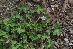 Geranium core-core