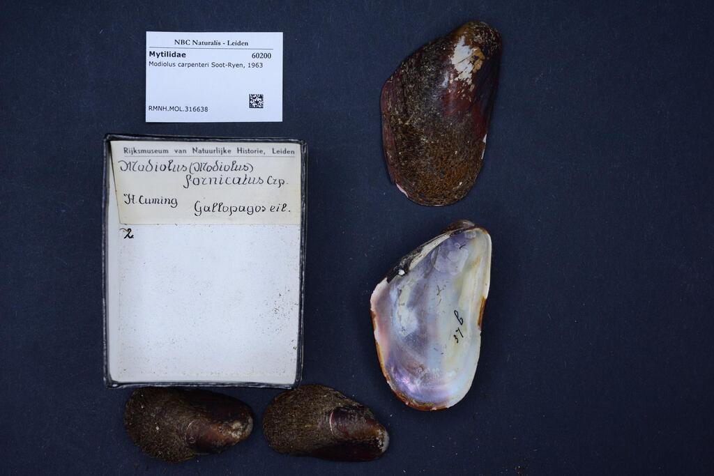 California Horse Mussel