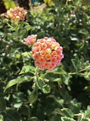 Lantana