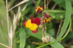 Linaria pinifolia