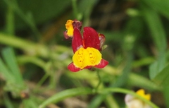 Linaria pinifolia