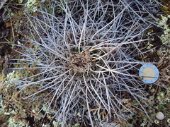 Mammillaria mystax